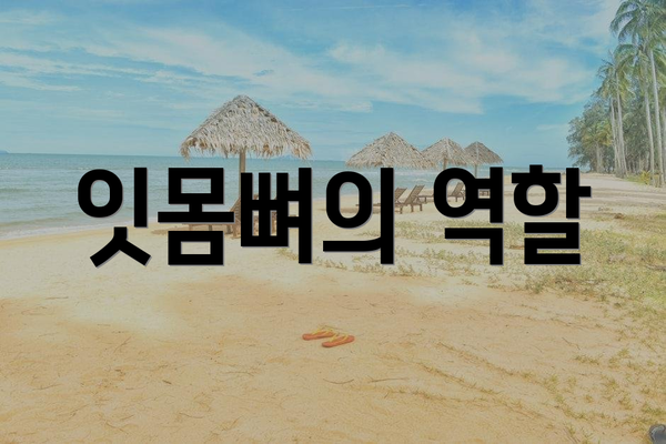 잇몸뼈의 역할