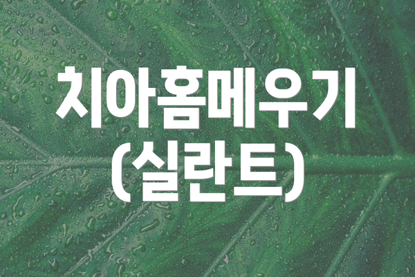 치아홈메우기 (실란트)