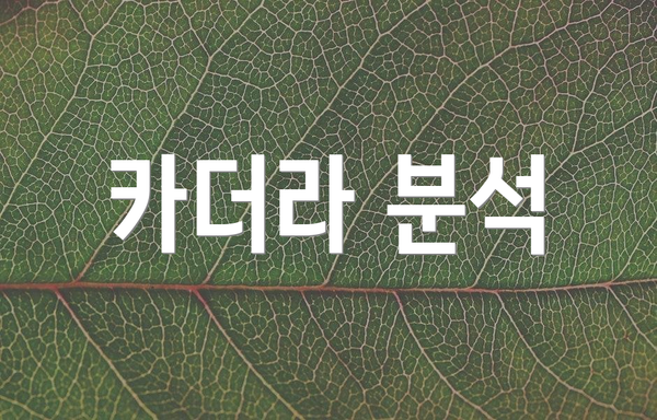 카더라 분석