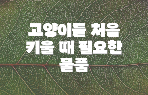고양이를 처음 키울 때 필요한 물품